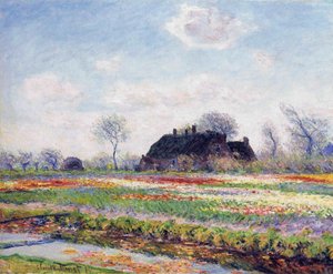 Tulip Fields in Sassenheim